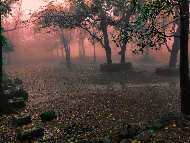 Photo fond effrayant d'arbres un jour brumeux