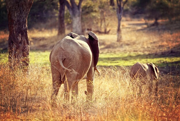 Fond d&#39;éléphants