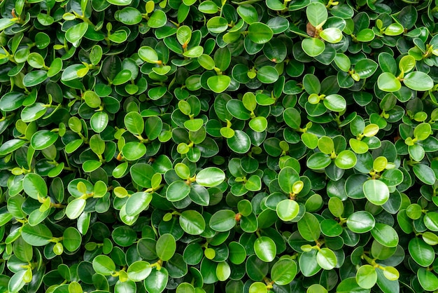 Photo fond ensoleillé de clôture de mur de feuille verte