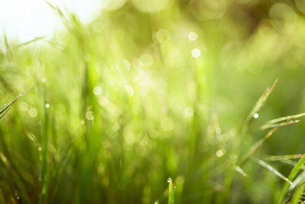 Fond ensoleillé défocalisé vert doux abstrait naturel avec de l'herbe et des taches lumineuses. Toile de fond de Pâques de printemps avec espace de copie