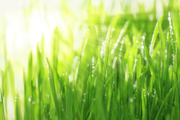 Fond ensoleillé lumineux avec de l'herbe et des gouttelettes d'eau horizontales