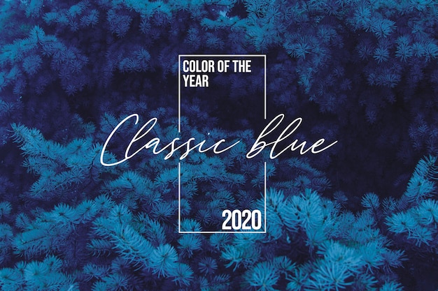 Fond D'épinette Bleu Classique Avec Couleur De L'année 2020, Palette Bleue Avec échantillon Bleu Classique Et Sapin D'hiver, Sapin En Arrière-plan, Coloration Dans La Couleur Tendance Bleu 2020 Classique.