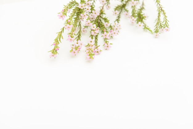 Fond d&#39;espace blanc avec des décorations de fleurs fraîches.