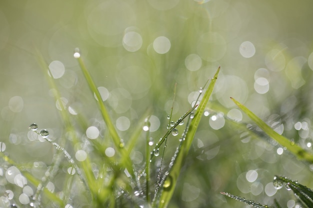 Photo le fond est l'herbe de la rosée.