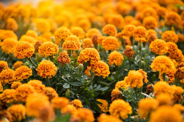 Le fond est plein de fleurs de souci jaunes remplies de belles