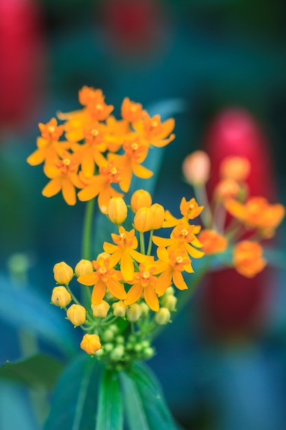 Fond d&#39;été avec de belles fleurs jaunes