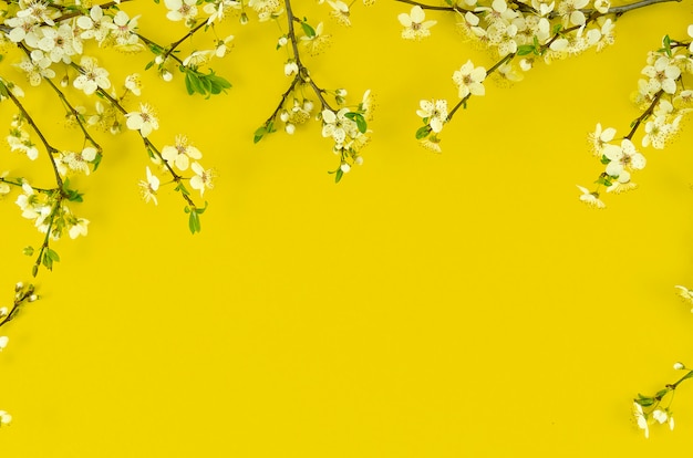 Fond d&#39;été avec des branches d&#39;arbre fleur blanc arrangement frontière sur fond jaune ensoleillé.