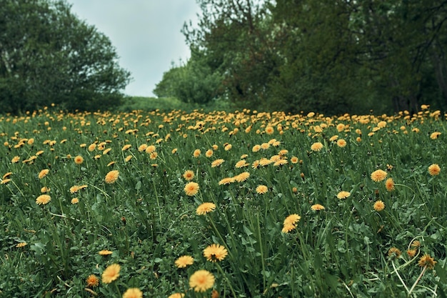 Fond d'été. Champ de pissenlit dans une clairière forestière. Ciel de front volumétrique.