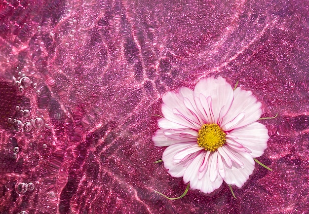 Fond d'été créatif lumineux Fleurs naturelles et eau de vague sur fond magenta brillant Vue de dessus Mise à plat