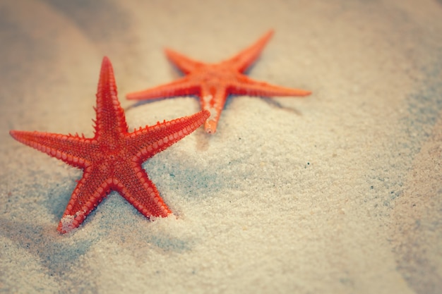 Fond d'été avec du sable de mer et des étoiles de mer