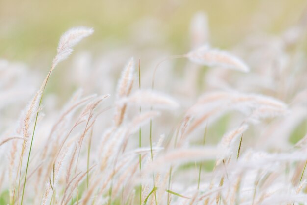 fond d'été, fleur d'herbe sèche dans le vent, balancement de roseau rouge dans le vent