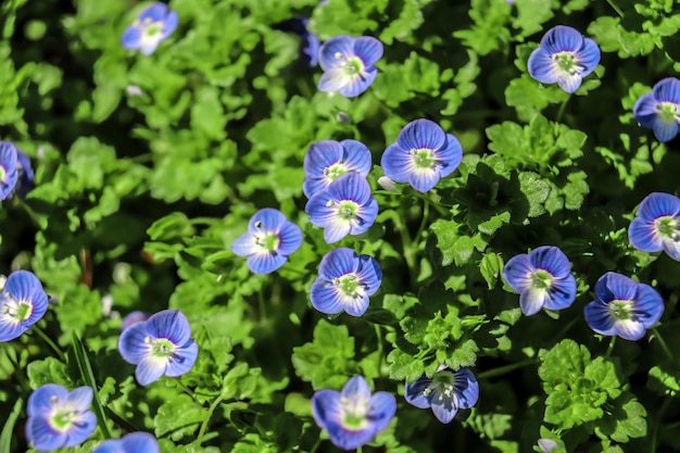 Fond d'été avec des fleurs bleues veronica chamaedrys fleur bleue sur fond d'herbe verte printemps