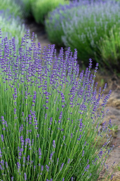 Fond d'été de fleurs de lavande pourpre