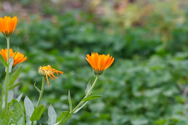 Fond d'été avec des fleurs de souci au soleil. Calendula en fleurs en été avec fond naturel vert.