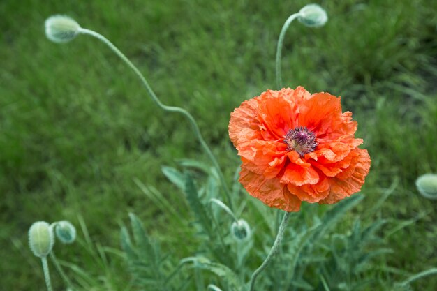 Fond d'été avec de grandes fleurs de pavot