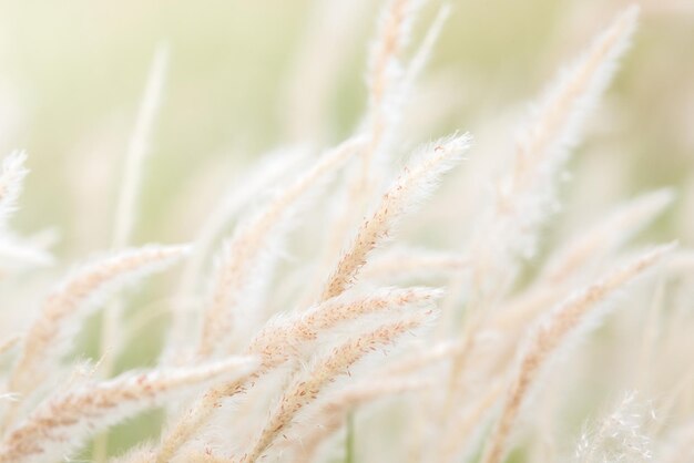 Le fond d'été, l'herbe sèche, la fleur soufflant dans le vent.