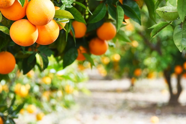 Fond d'été. Jardin de citrons