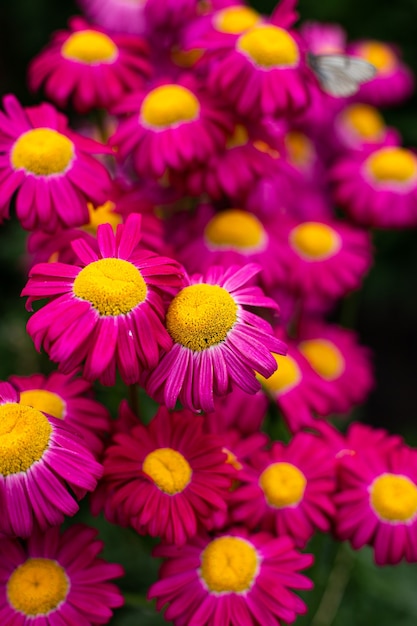 Fond d'été lumineux avec des marguerites roses