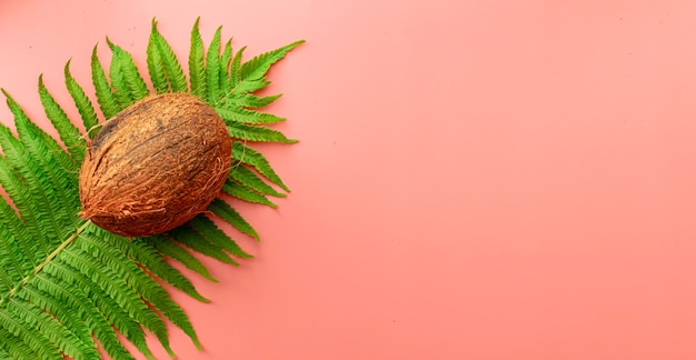 Fond d'été de noix de coco, fougère sur fond rose