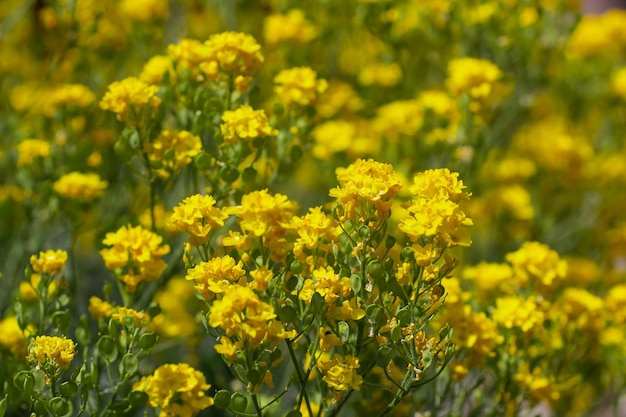 Fond d'été avec de nombreuses petites fleurs jaunes