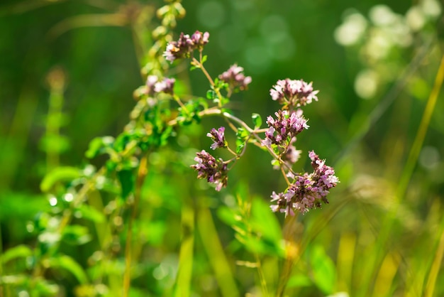 Fond d'été. papillon sur une fleur d'origan sur fond d'herbe verte