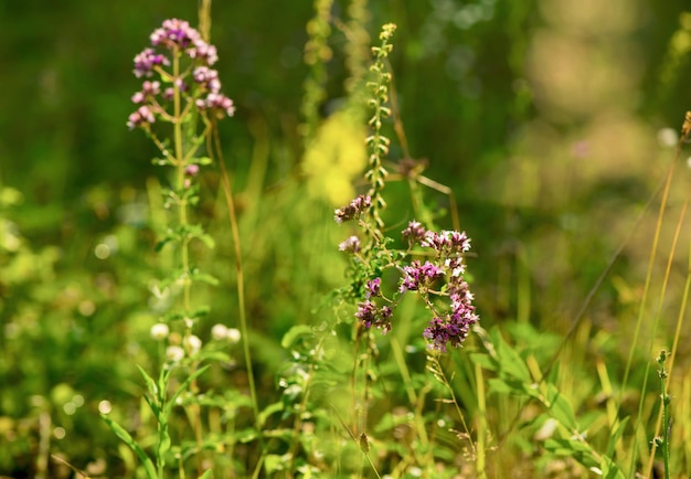 Fond d'été. papillon sur une fleur d'origan sur fond d'herbe verte