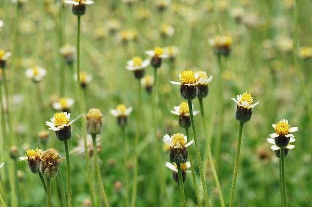 Fond d&#39;été vue nature gros plan de fleurs jaunes