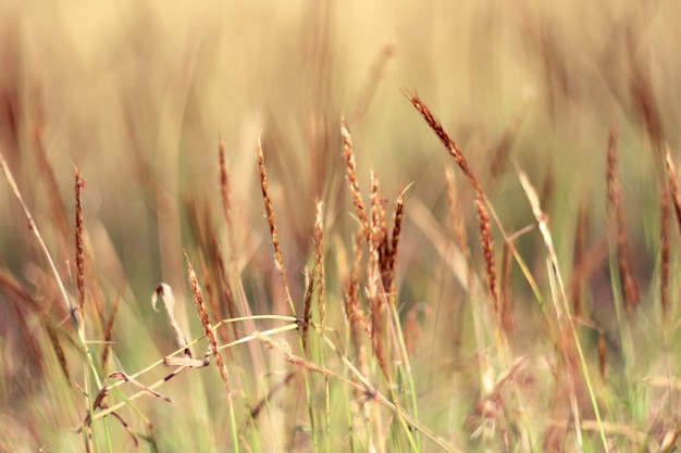 Photo fond de l'été