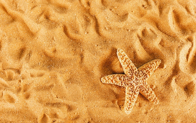 Fond d'étoiles de mer isolées sur la plage dorée