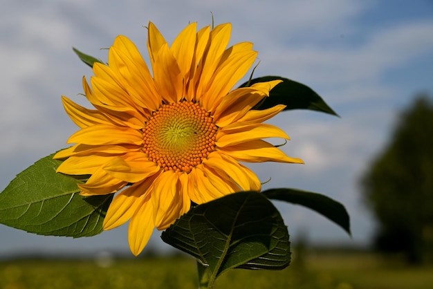 fond fait de beaux tournesols jaunes