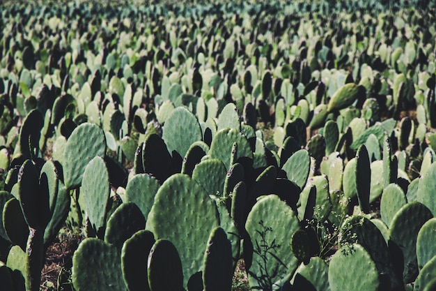 Fond de ferme de cactus