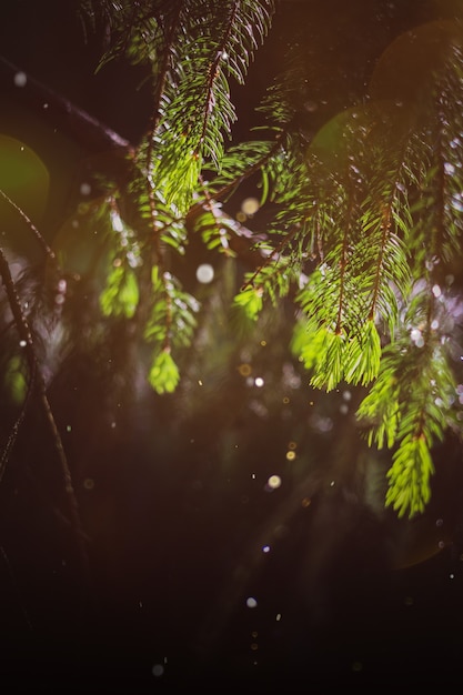 Fond de feuillage d'été nature, texture de forêt d'été léger bokeh. Soleil de printemps