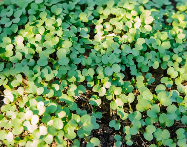 Fond de feuillage microvert Gros plan de plantes de moutarde verte micro dans le jardin Végétalien et sain carence en vitamine superfoodSpring