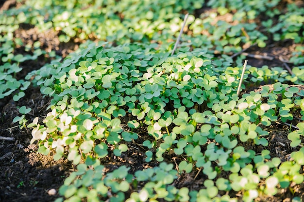 Fond de feuillage microvert Gros plan de plantes de moutarde verte micro dans le jardin Végétalien et sain carence en vitamine superfoodSpring