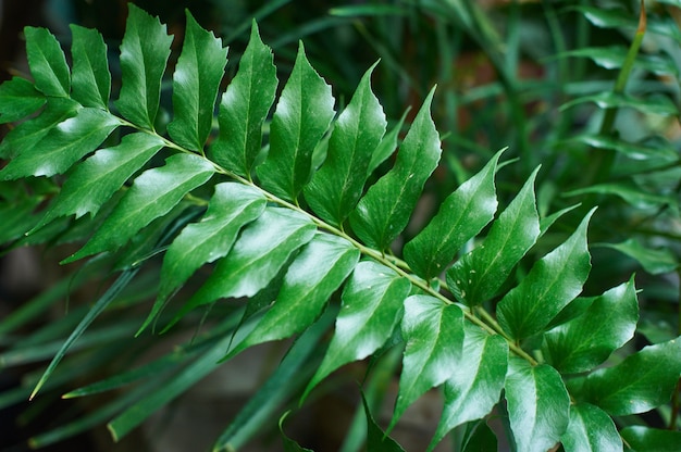 Fond de feuillage de palmier vert, feuilles de jungle tropicale