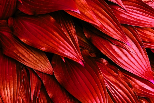 Fond de feuillage tropical de jardin rouge.