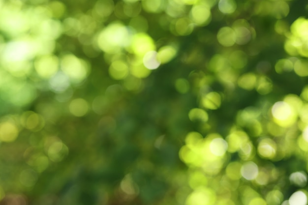 Fond De Feuillage Vert Défocalisé