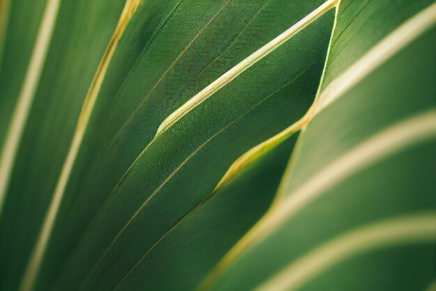 Fond de feuillage vert feuille de fougère