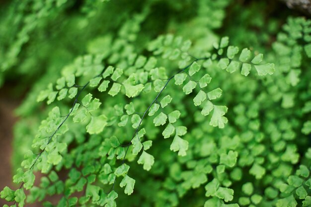 Fond de feuillage vert, feuilles de jungle tropicale