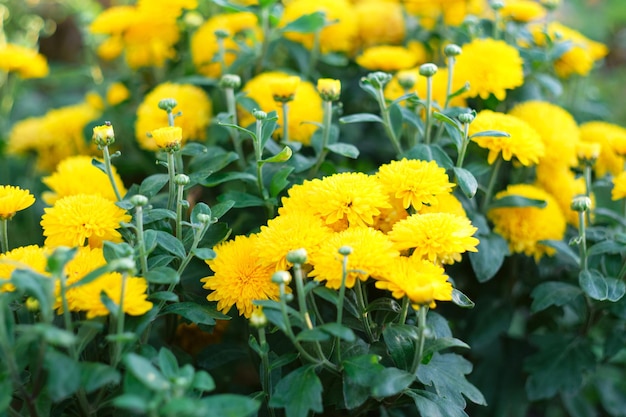 Fond, feuillage vert et fleurs jaunes.