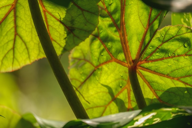 un fond de feuillage vert