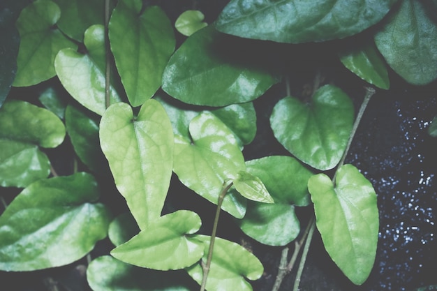 Fond de feuille d&#39;arbre