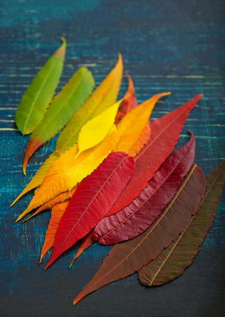 Fond de feuille d'automne coloré. palette de feuilles d'automne