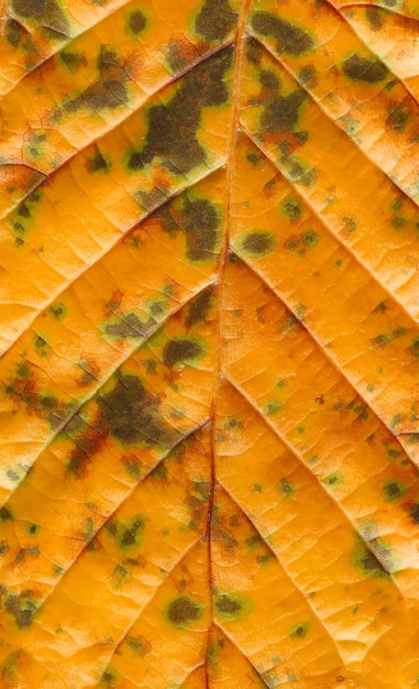 Fond de feuille d'automne