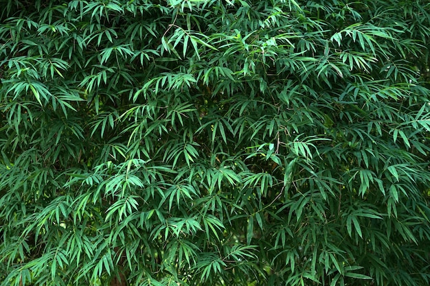 Fond de feuille de bambou vert