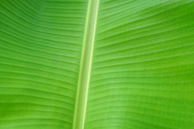 Fond de feuille de bananier vert pour bannières