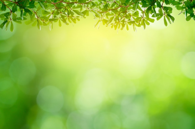 Photo fond de feuille bokeh flou fond vert