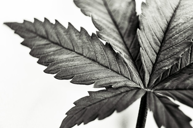 Fond de feuille de cannabis marijuana photo noir et blanc