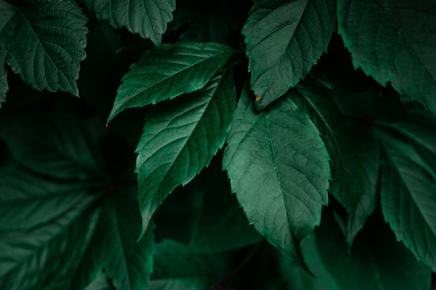 Fond de feuille de feuillage vert foncé