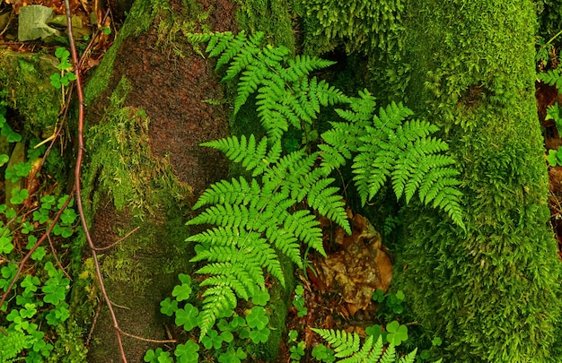 Fond de feuille de fougère